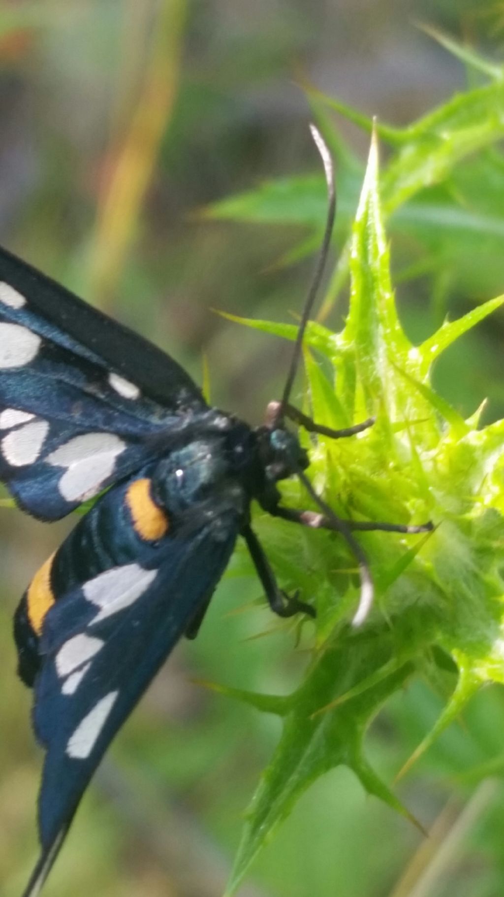 Amata phegea?